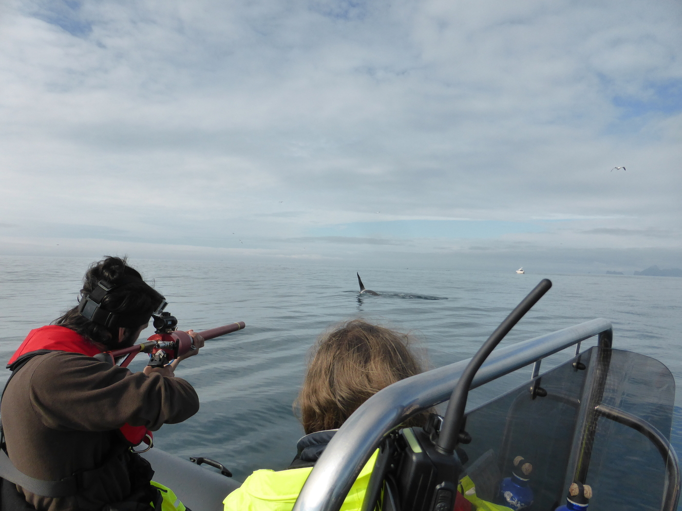 hahyrningar skutladir