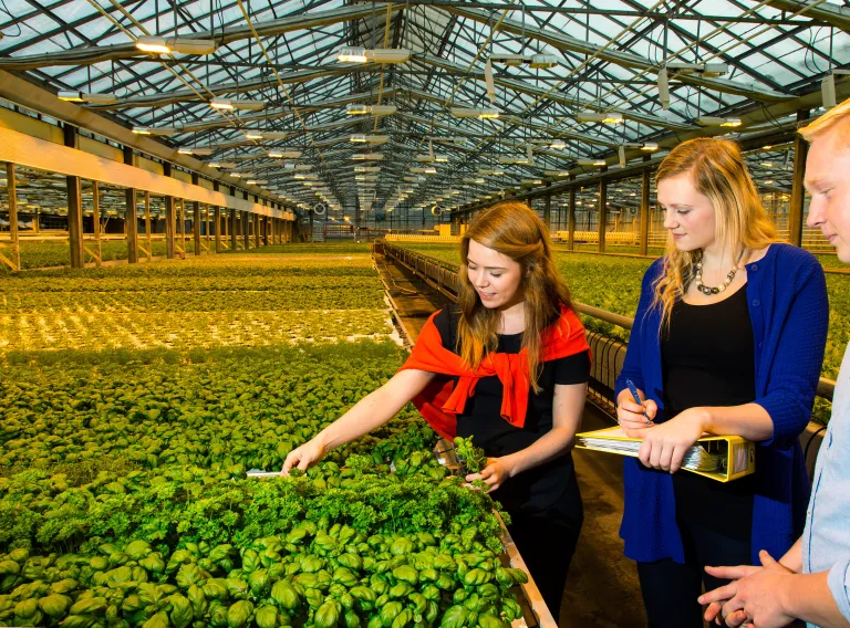 Fólk skoðar ræktun plantna í upplýstu gróðurhúsi