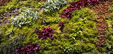 Plants in Gróska