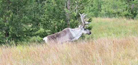 Reindeer in nature